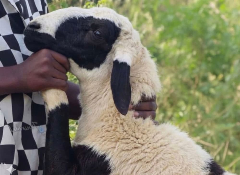 Large sheep (exceptional size) - with food 2