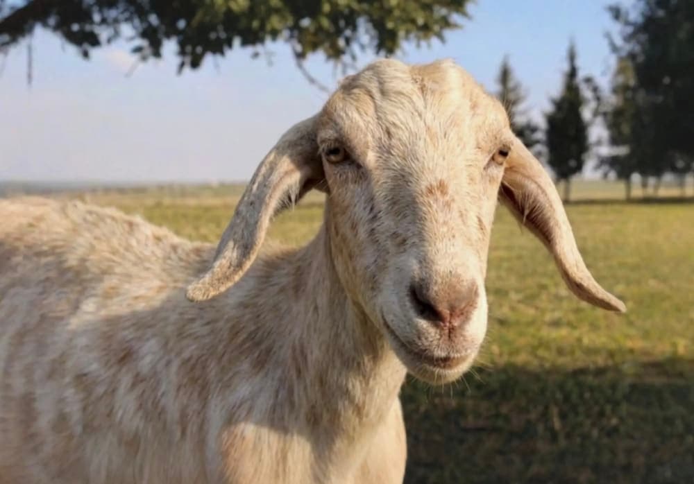 Female Goat with food 2