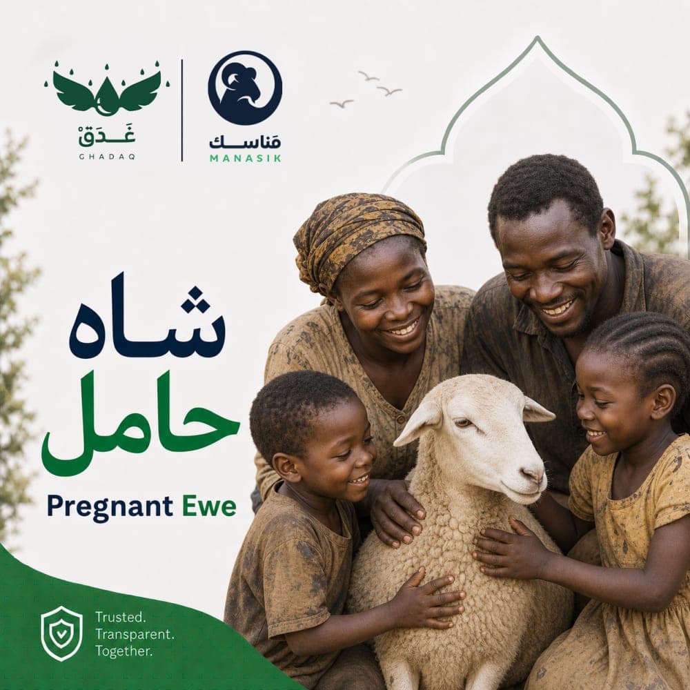 Pregnant Ewe 1