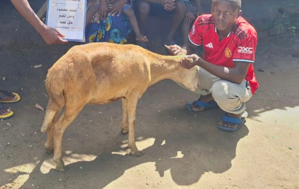 Pregnant Ewe 3