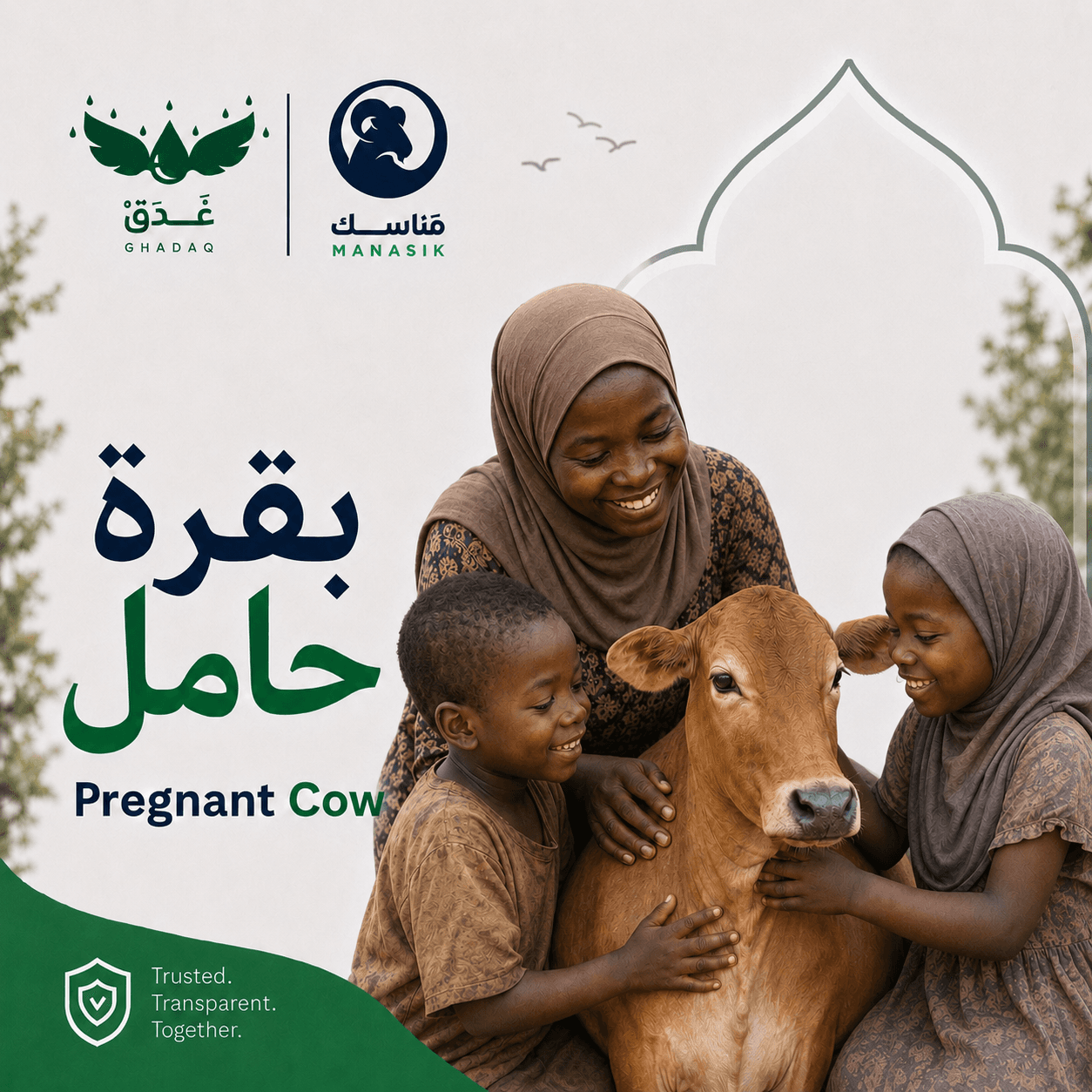 Pregnant Cow 1