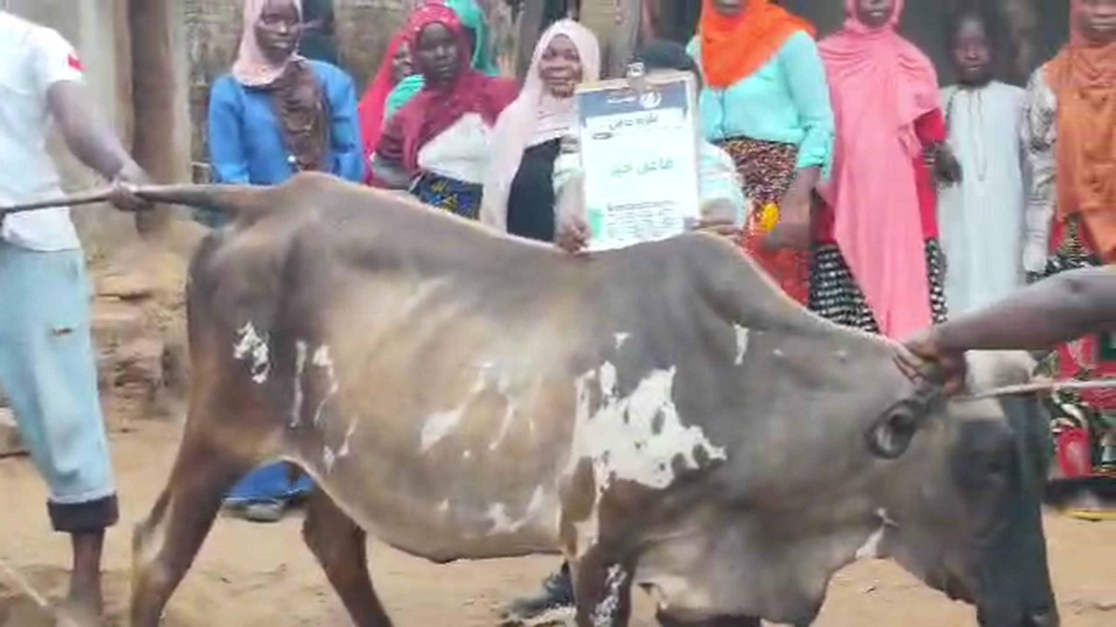 Pregnant Cow 4