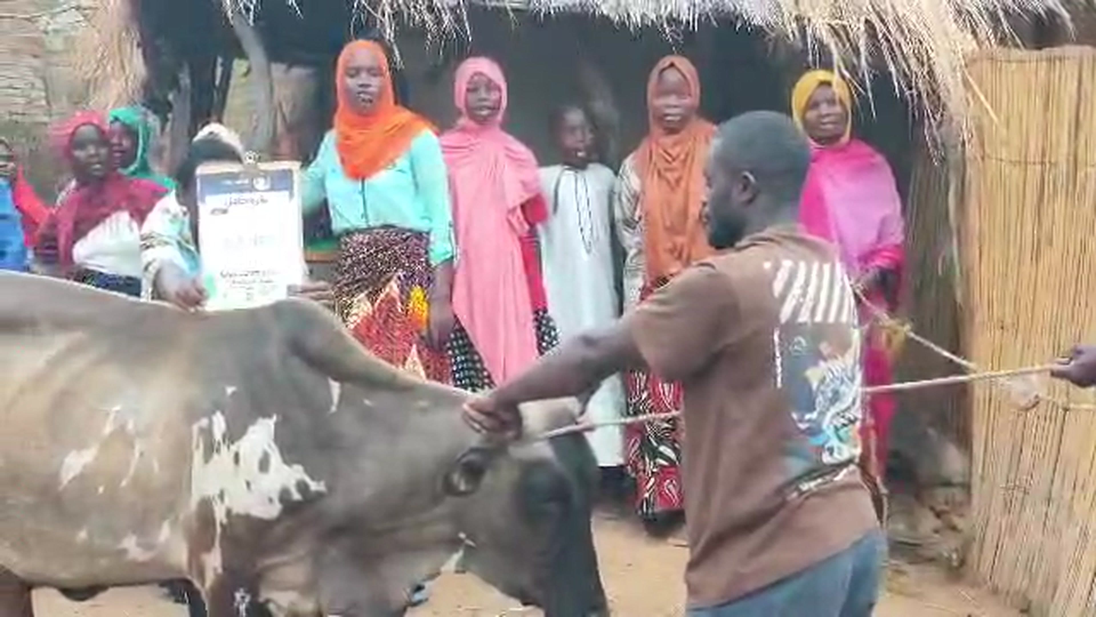 Pregnant Cow 3